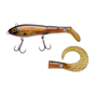 Crucian Carp