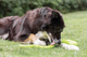 prod1000-image_dog_bordercollie-jessy-snack-2_.png