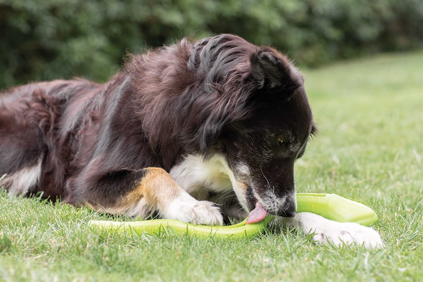 prod1000-image_dog_bordercollie-jessy-snack-2_.png