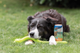 prod1000-image_dog_bordercollie-jessy-snack-3_.png