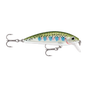 Rainbow Trout