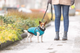 prod1000-jackrussellterrier-nieke-geschirrmantel-pontis.png