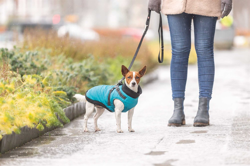 prod1000-jackrussellterrier-nieke-geschirrmantel-pontis.png
