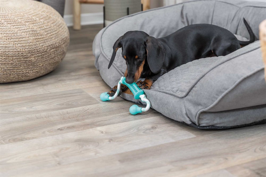 prod1000-dog_33771-3_.png
