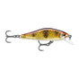 Mediterranean Trout