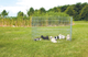 prod1000-dog_3954-3.png