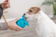 prod1000-dog_34933-5.png