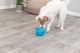 prod1000-dog_34933-2.png