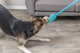 prod1000-dog_32866-3.png