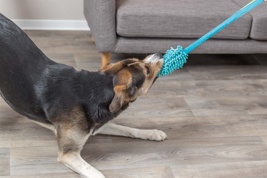 prod1000-dog_32866-3.png