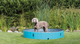 prod1000-dog_39483-2.png