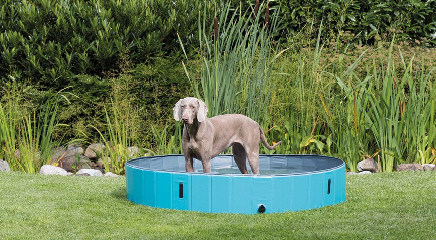 prod1000-dog_39483-2.png