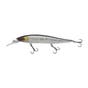 Baitfish