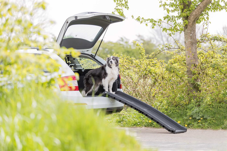 prod1000-image_dog_bordercollie-cooper-klapprampe-auto-1.png