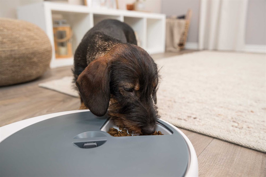 prod1000-dog_24384-3.png