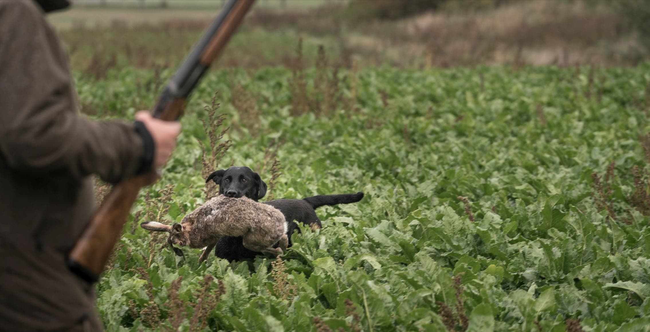 Fågeljakt Hund Hare Kanin Hagel Marki Hage