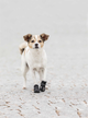 prod1000-dog_19460-19461-1.png