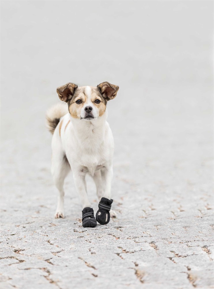 prod1000-dog_19460-19461-1.png