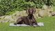 prod1000-pho_pro_dog_28787-7.png