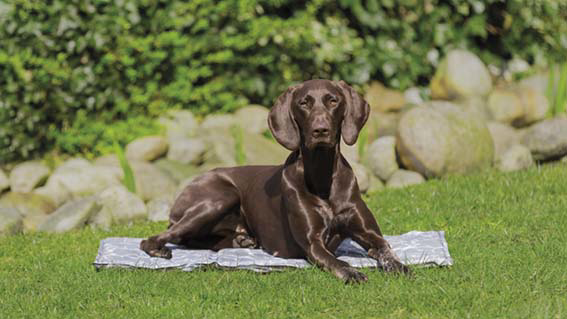 prod1000-pho_pro_dog_28787-7.png