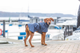 prod1000-e_dog_rhodesianridgeback-kito-regenmantel-husum-hafen-2.png