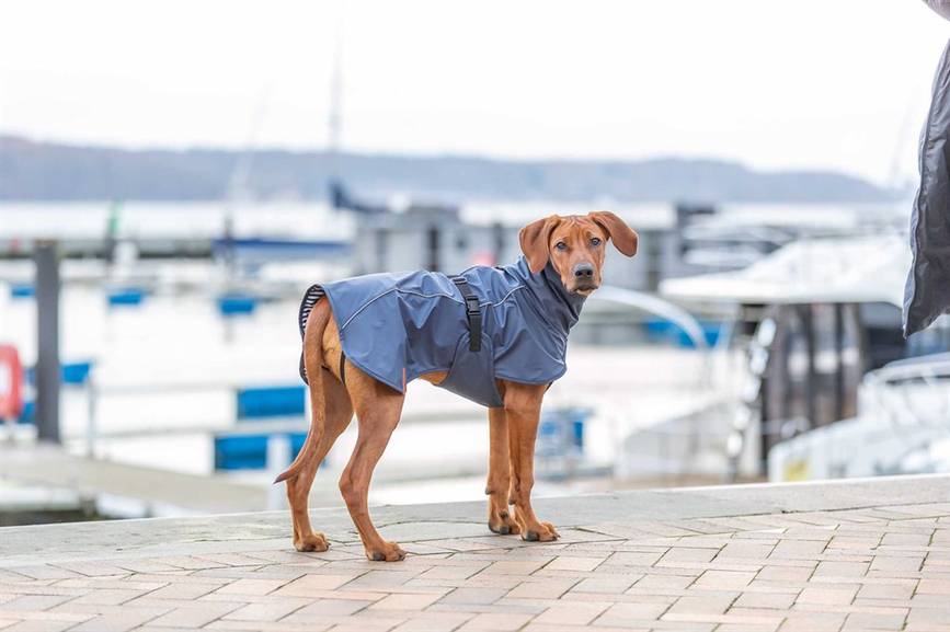 prod1000-e_dog_rhodesianridgeback-kito-regenmantel-husum-hafen-2.png