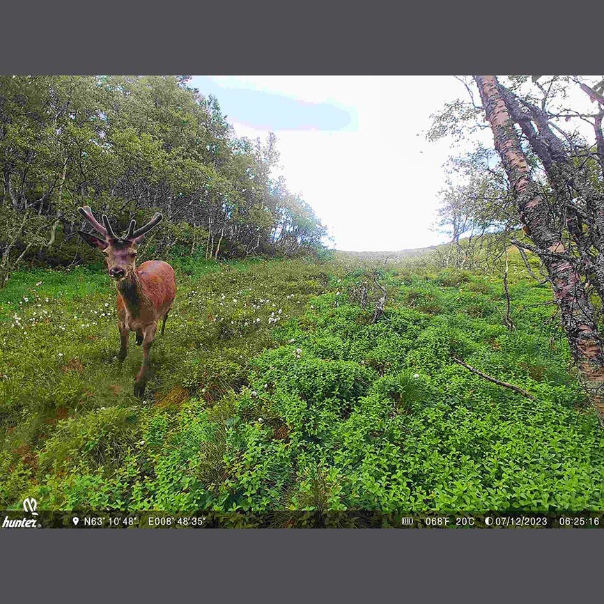 wp-content-uploads-2025-09-hunter-viltkamera-foto-02.png