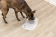 prod1000-dog_24809-4.png