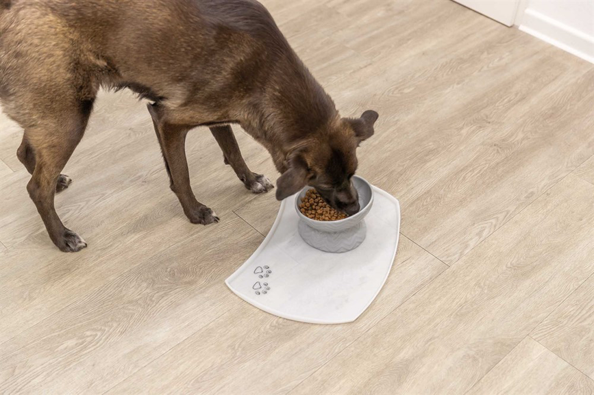 prod1000-dog_24809-4.png