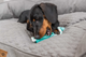 prod1000-dog_33771-2_.png