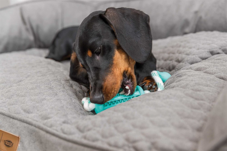 prod1000-dog_33771-2_.png