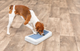 prod1000-dog_32051-10.png