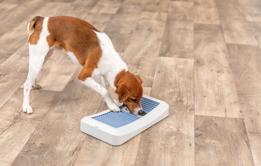 prod1000-dog_32051-10.png