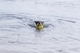 prod1000-pho_pro_dog_33448-8.png