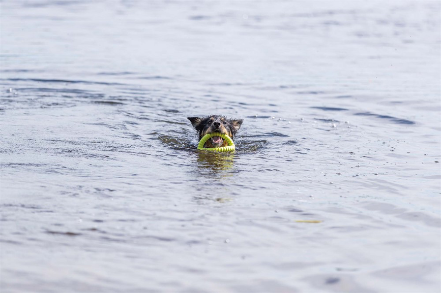 prod1000-pho_pro_dog_33448-8.png