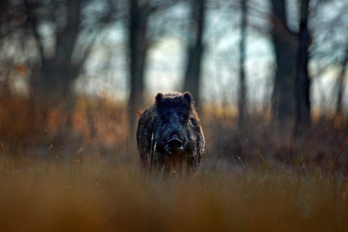 diatezi5fgbvildsvin-2.jpg