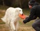 flying_disc_setting_1.jpg