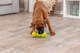 prod1000-pro_dog_35251-11.png