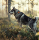 wp-content-uploads-2023-05-tracker_bark-cover-scaled.png