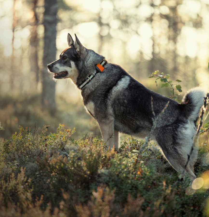 wp-content-uploads-2023-05-tracker_bark-cover-scaled.png