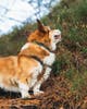 trail_quest_collar_rp_setting_1.jpg