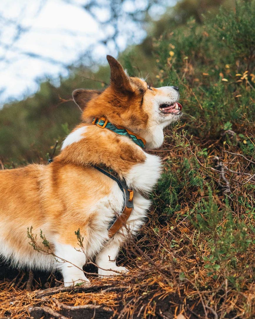 trail_quest_collar_rp_setting_1.jpg