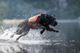 protector_neoprene_vest_setting_2.png