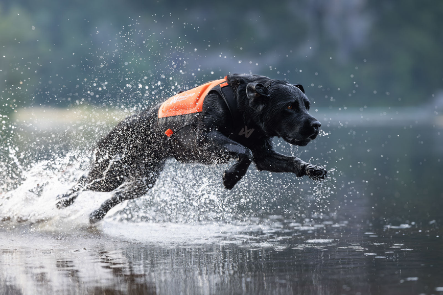 protector_neoprene_vest_setting_2.png