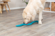 prod1000-dog_34932-3.png