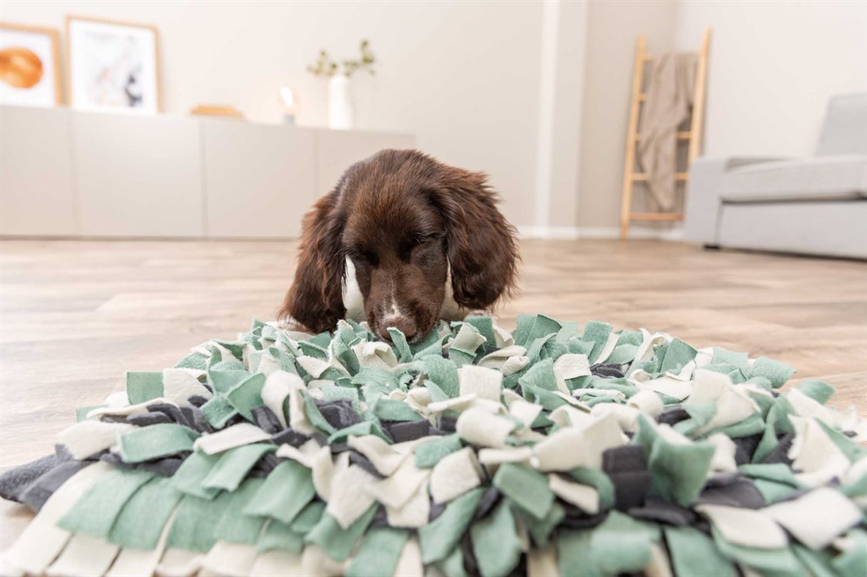 prod1000-dog_32037-12.png