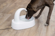 prod1000-dog_24444-1.png