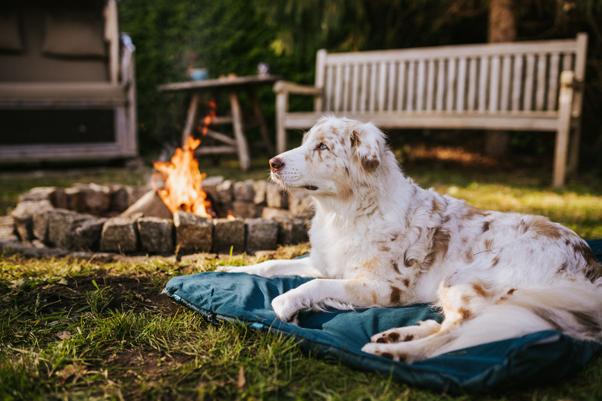 trekking_dog_bed_setting_3.png