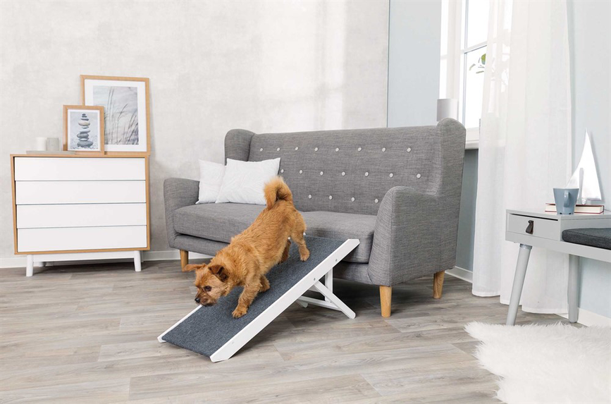 prod1000-pro_dog_39375-2.png