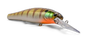 Golden Perch